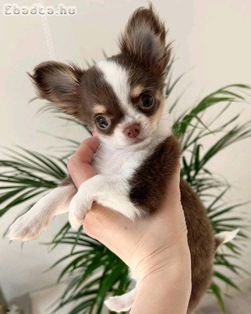 Chihuahua puppies 🐶