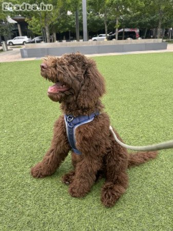 Our breed poodle 🐩 puppies 🐶