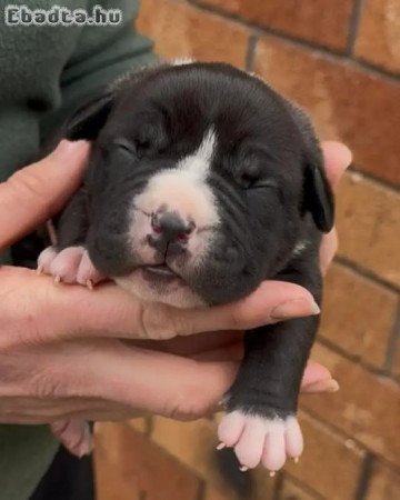 English  bull dogs for sale