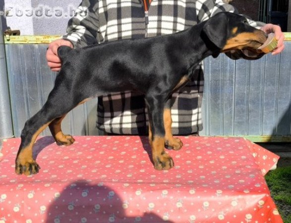 FEKETE DOBERMANN SZUKA