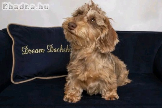 Wired hair mini dachshund puppy