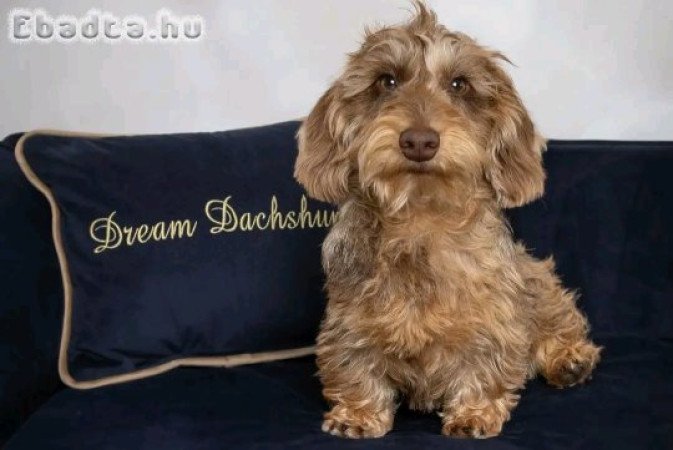 Wired hair mini dachshund puppy