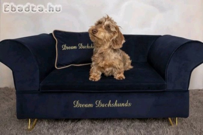Wired hair mini dachshund puppy