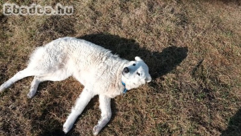 Egy éves kuvasz szuka örökbefogadható