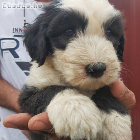 Bobtail kiskutya!