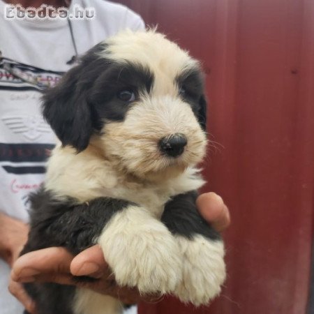 Bobtail kiskutya!