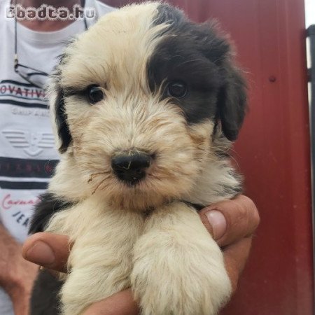 Bobtail kiskutya!