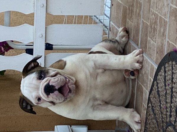 Angol bulldog