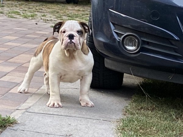 Angol bulldog