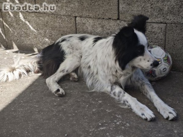 Border Collie (fajtatiszta 6 éves szuka)