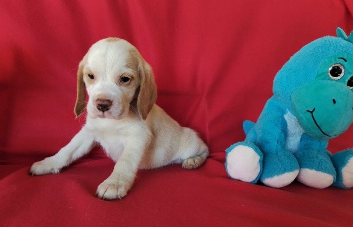 Beagle