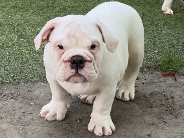 Angol bulldog