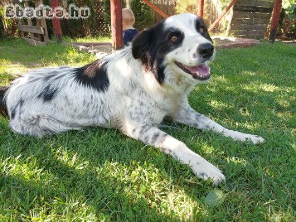 Border Collie (fajtatiszta 6 éves szuka)