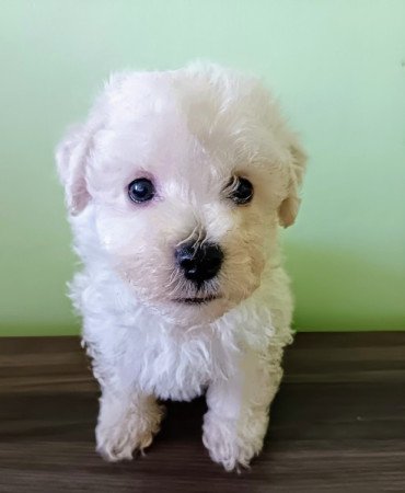 Bichon havanese