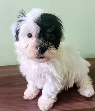 Bichon havanese