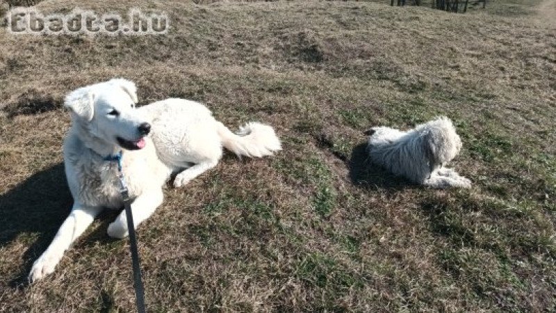 Egy éves kuvasz szuka örökbefogadható