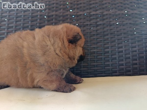 Csau csau Chow Chow