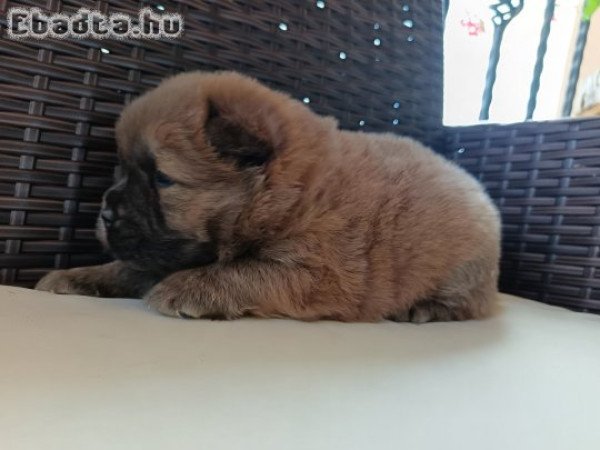 Csau csau Chow Chow
