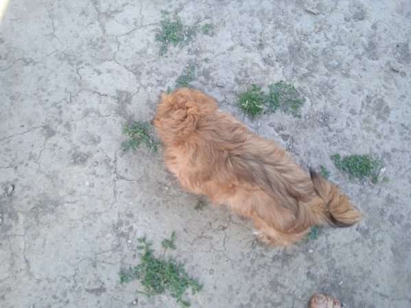 shi tzu