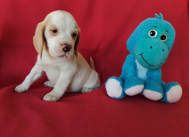 Beagle