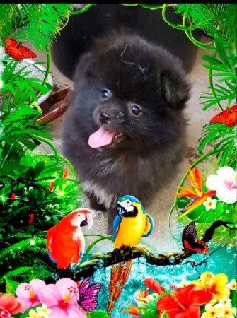 Kis spitz