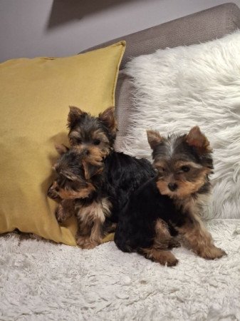 Yorkshire terrier (Yorki)