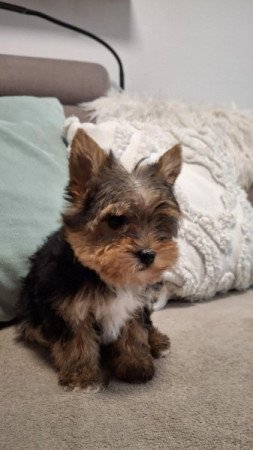 Yorkshire terrier (Yorki)