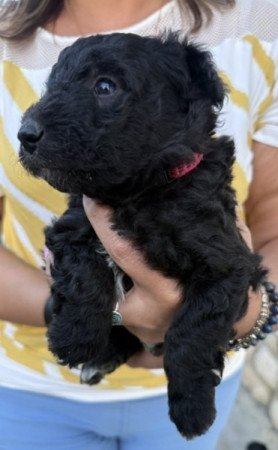 pumi