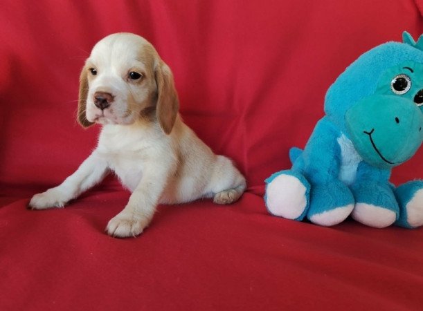 Beagle