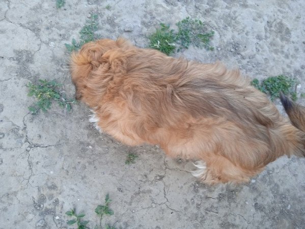 shi tzu