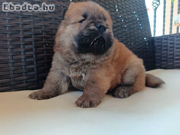 Csau csau Chow Chow