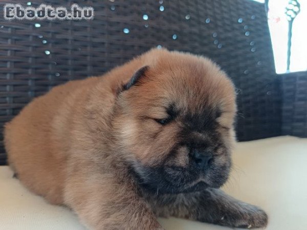 Csau csau Chow Chow