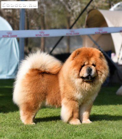 Csau csau Chow Chow