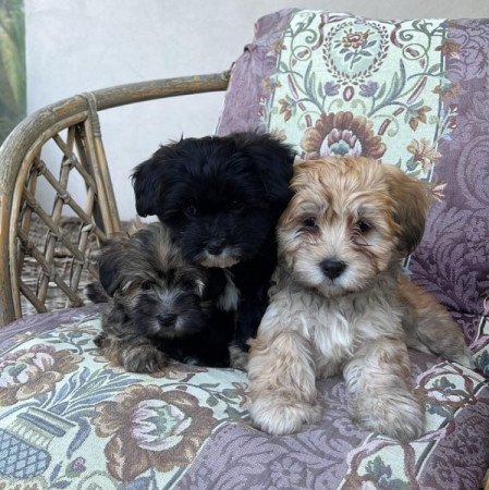 Bichon Havanese
