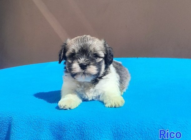 Bichon Havanese