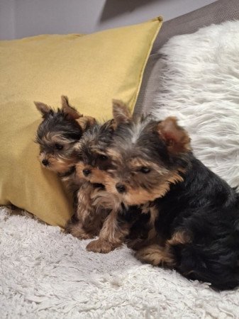 Yorkshire terrier (Yorki)