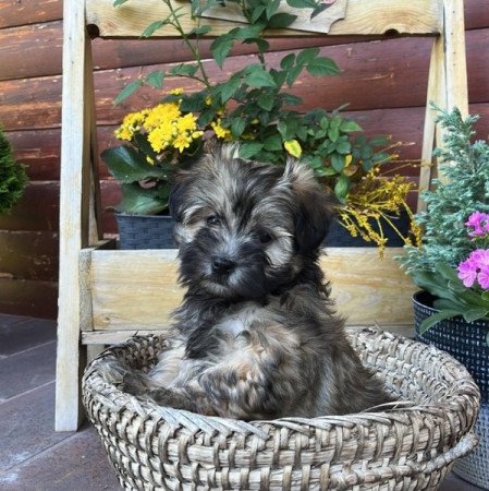 Bichon Havanese