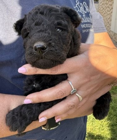 pumi