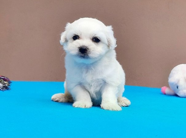 Bichon Havanese