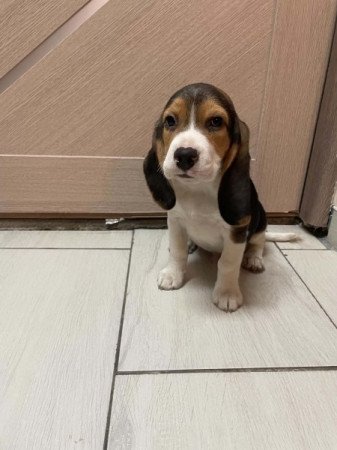 beagle