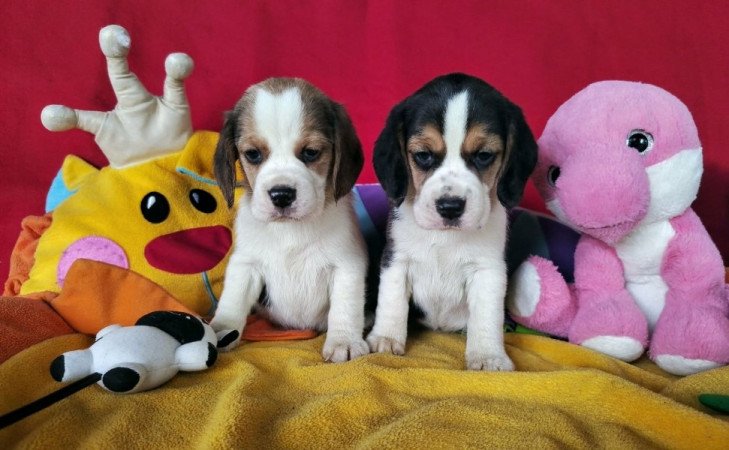 Beagle