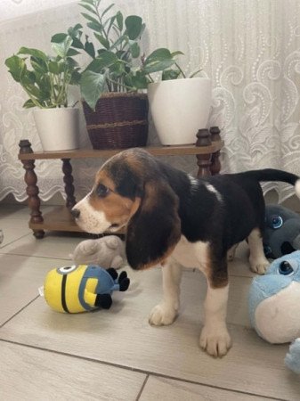 beagle