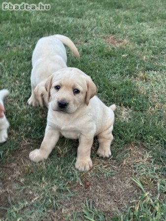 Labrador kiskutyák eladók