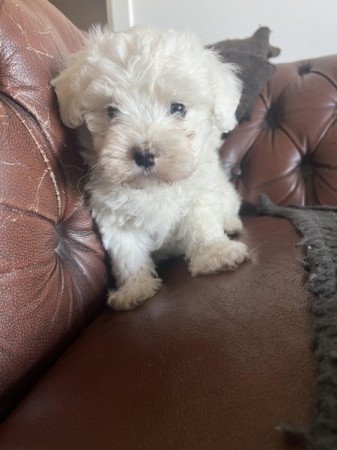 Bichon havanese