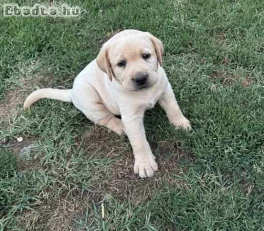 Labrador kiskutyák eladók