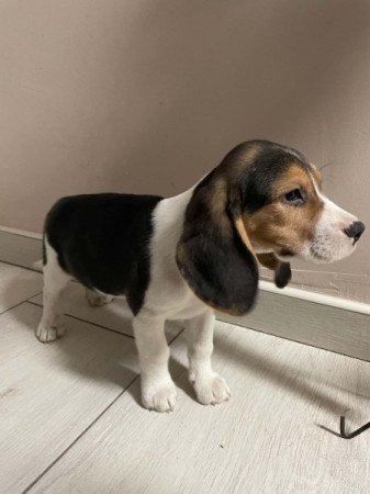 beagle