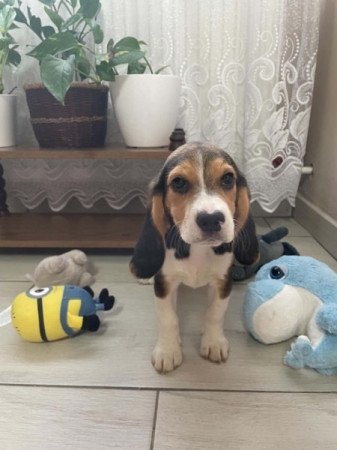beagle
