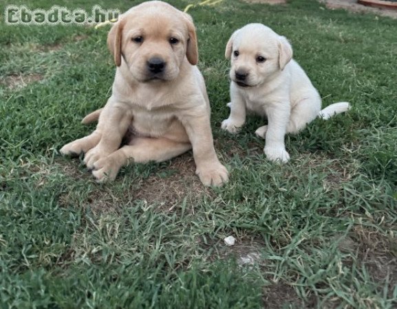 Labrador kiskutyák eladók