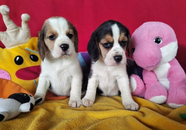 Beagle