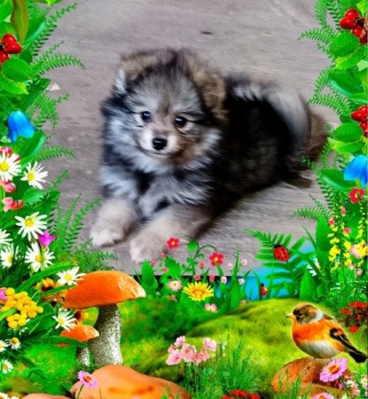 Kis spitz